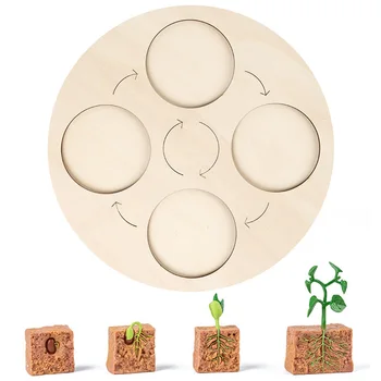 Drewniane Puzzle Cyklu Zabawka Zielona Fasola Cykl Wzrostu Roślin Nauka Podręczniki Geometryczne Zgodności Montessori Zabawki Dzieci Dziewczynki